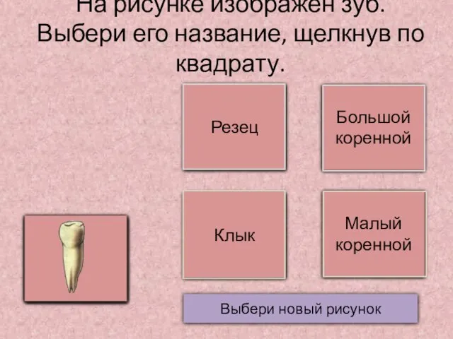 На рисунке изображен зуб. Выбери его название, щелкнув по квадрату. Выбери новый