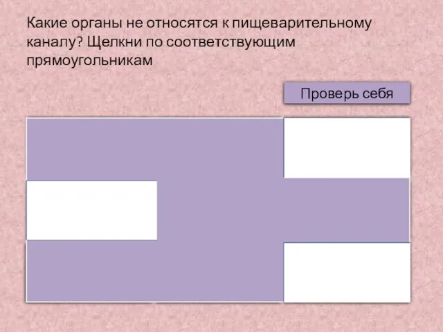 Какие органы не относятся к пищеварительному каналу? Щелкни по соответствующим прямоугольникам Ротовая