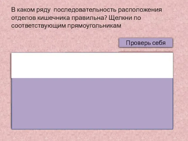 В каком ряду последовательность расположения отделов кишечника правильна? Щелкни по соответствующим прямоугольникам