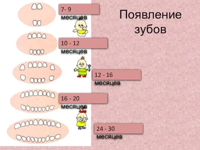 Появление зубов 7- 9 месяцев 10 - 12 месяцев 12 - 16