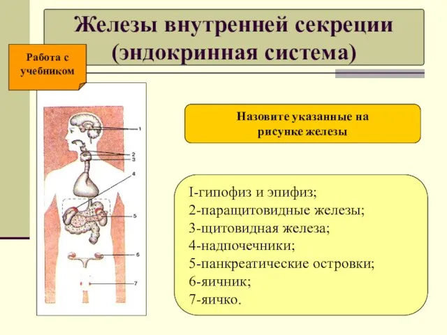Железы внутренней секреции (эндокринная система) I-гипофиз и эпифиз; 2-паращитовидные железы; 3-щитовидная железа;