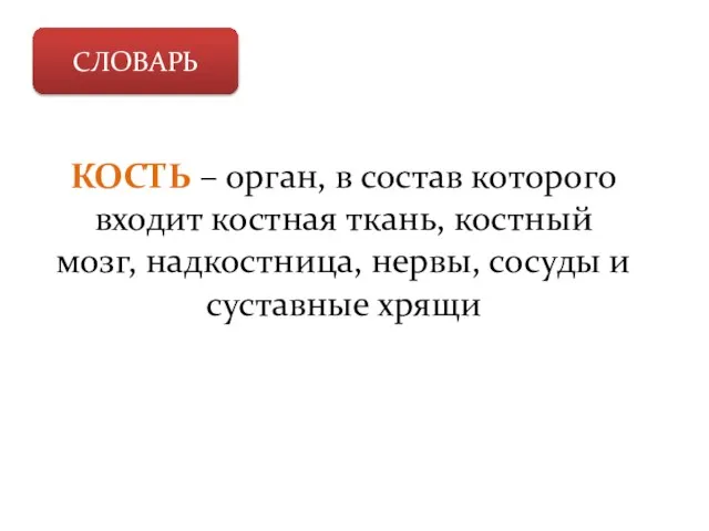 СЛОВАРЬ КОСТЬ – орган, в состав которого входит костная ткань, костный мозг,