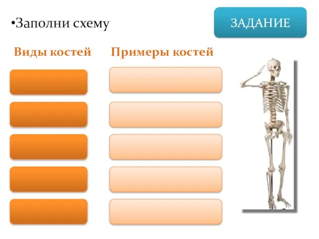 ЗАДАНИЕ Заполни схему Виды костей Примеры костей