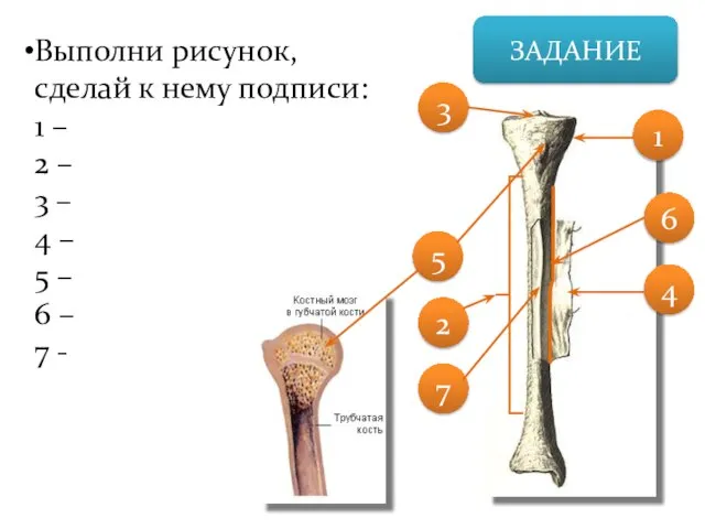 ЗАДАНИЕ Выполни рисунок, сделай к нему подписи: 1 – 2 – 3