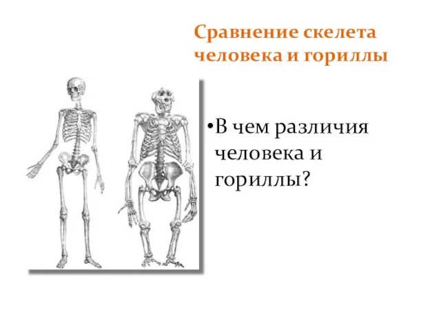 Сравнение скелета человека и гориллы В чем различия человека и гориллы?