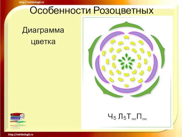 Особенности Розоцветных Диаграмма цветка