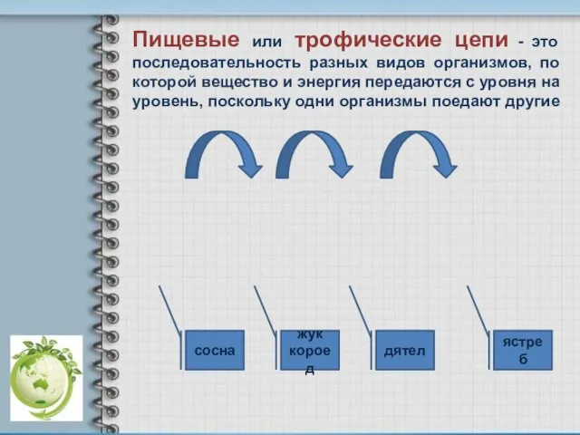 сосна жук короед дятел ястреб Пищевые или трофические цепи - это последовательность