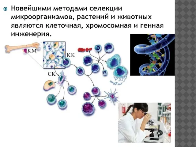 Новейшими методами селекции микроорганизмов, растений и животных являются клеточная, хромосомная и генная инженерия.