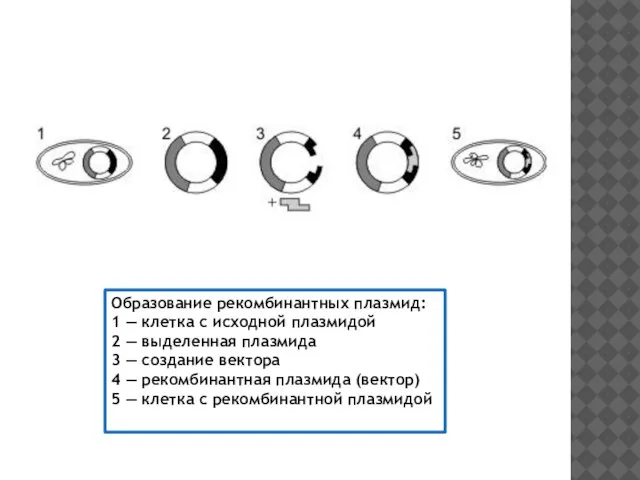 Образование рекомбинантных плазмид: 1 — клетка с исходной плазмидой 2 — выделенная