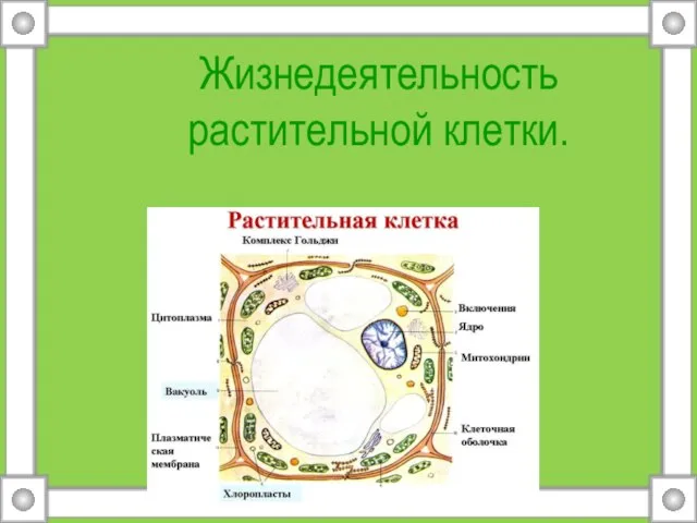 Жизнедеятельность растительной клетки.