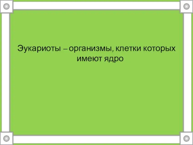 Эукариоты – организмы, клетки которых имеют ядро