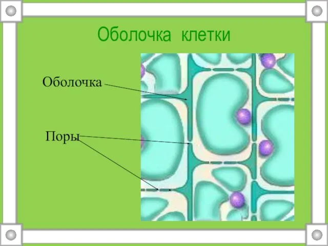 Оболочка клетки Оболочка Поры