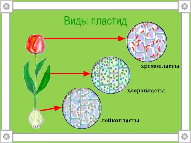 Виды пластид лейкопласты хлоропласты хромопласты