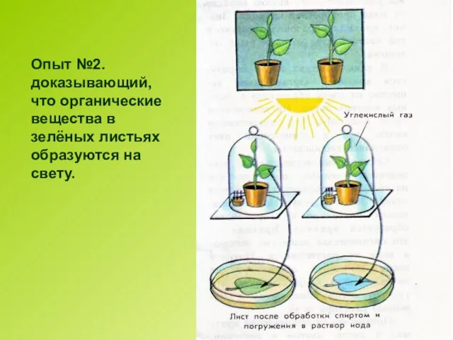 Опыт №2. доказывающий, что органические вещества в зелёных листьях образуются на свету.
