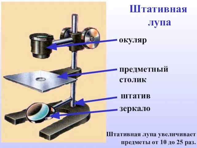 Штативная лупа штатив зеркало предметный столик окуляр Штативная лупа увеличивает предметы от 10 до 25 раз.