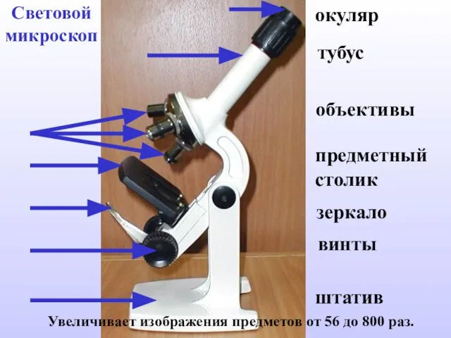 Световой микроскоп Увеличивает изображения предметов от 56 до 800 раз. окуляр тубус