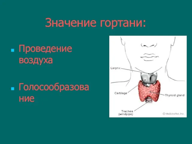 Значение гортани: Проведение воздуха Голосообразование