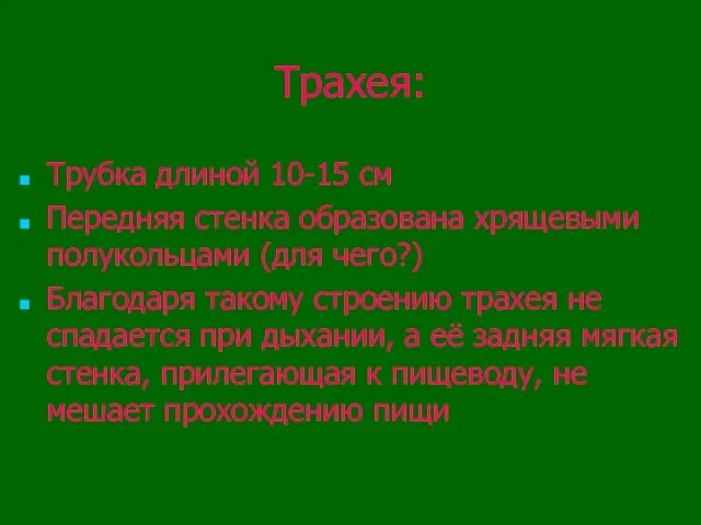 Трахея: Трубка длиной 10-15 см Передняя стенка образована хрящевыми полукольцами (для чего?)