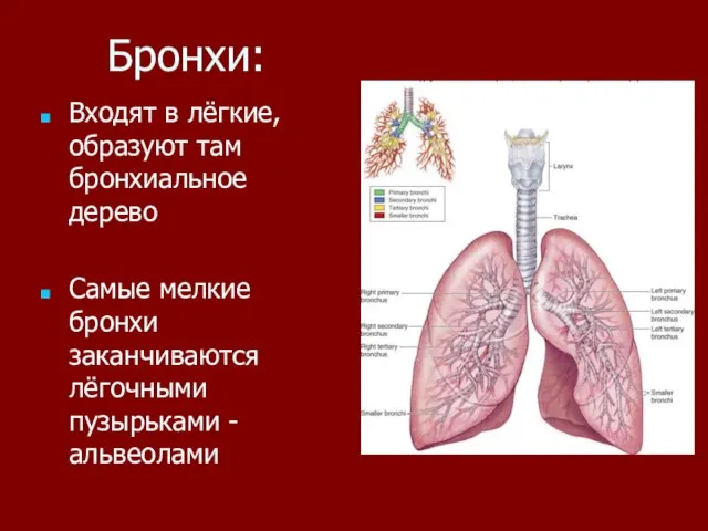 Бронхи: Входят в лёгкие, образуют там бронхиальное дерево Самые мелкие бронхи заканчиваются лёгочными пузырьками - альвеолами