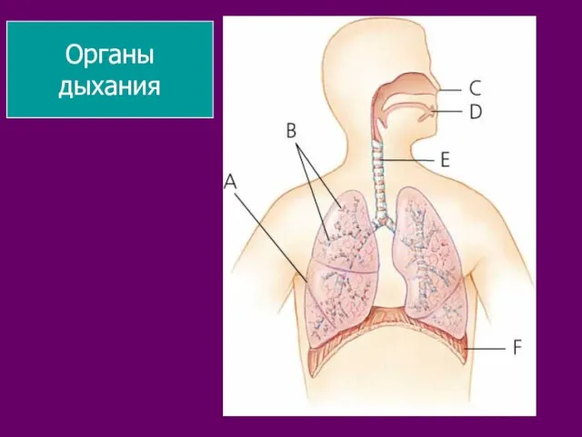 Органы дыхания