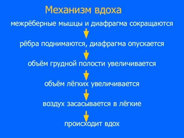 Механизм вдоха межрёберные мышцы и диафрагма сокращаются рёбра поднимаются, диафрагма опускается объём