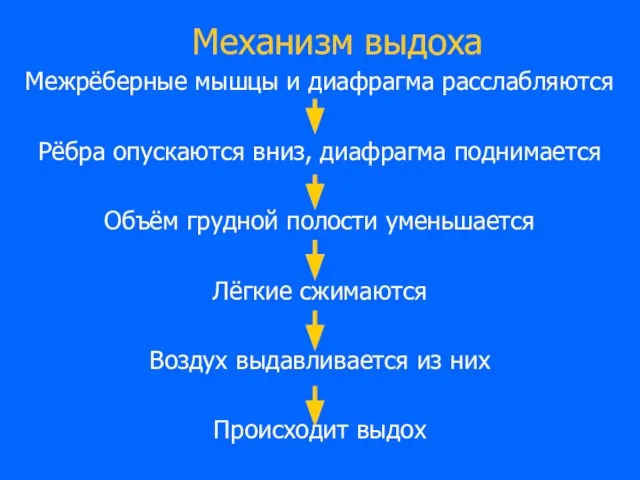 Механизм выдоха Межрёберные мышцы и диафрагма расслабляются Рёбра опускаются вниз, диафрагма поднимается