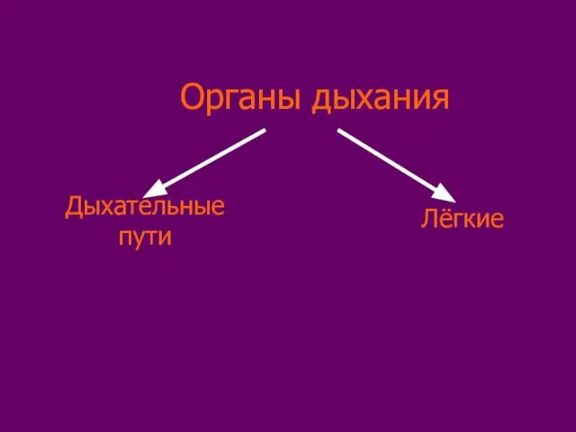 Органы дыхания Дыхательные пути Лёгкие