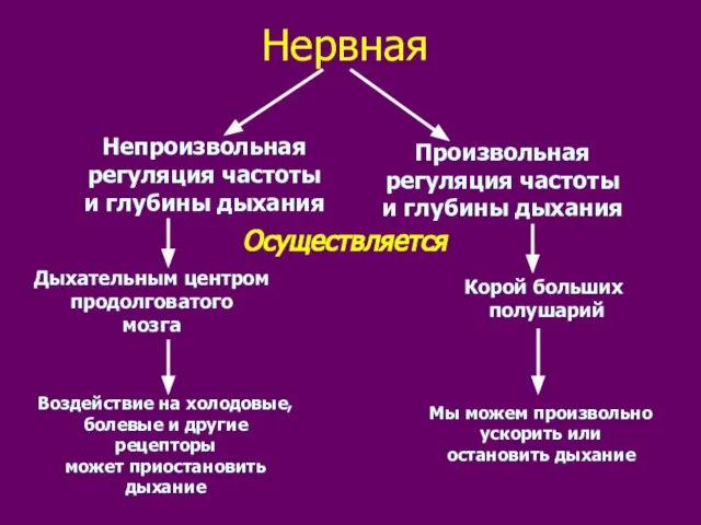 Нервная Непроизвольная регуляция частоты и глубины дыхания Произвольная регуляция частоты и глубины