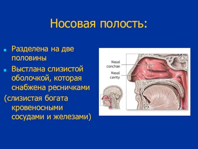 Носовая полость: Разделена на две половины Выстлана слизистой оболочкой, которая снабжена ресничками