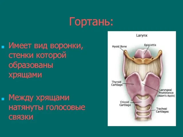 Гортань: Имеет вид воронки, стенки которой образованы хрящами Между хрящами натянуты голосовые связки