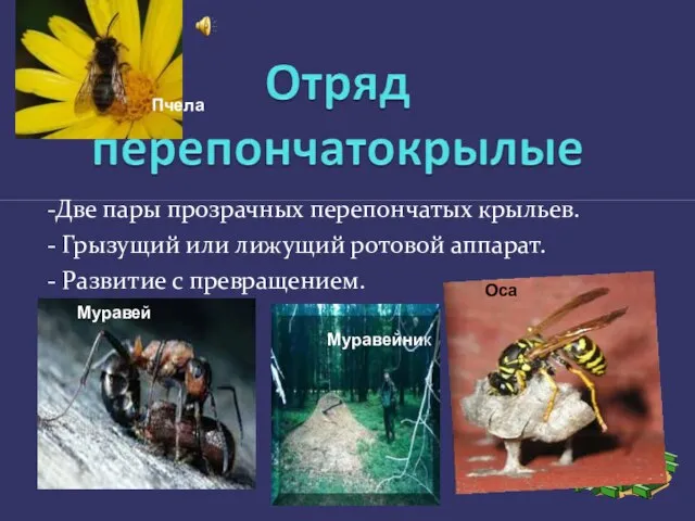 -Две пары прозрачных перепончатых крыльев. - Грызущий или лижущий ротовой аппарат. -