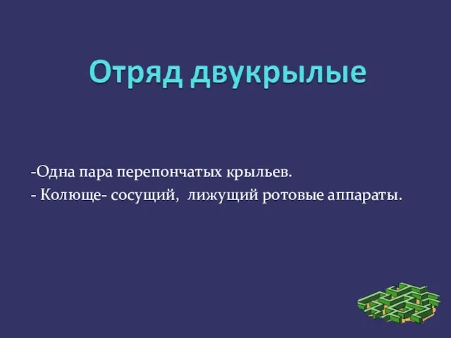 -Одна пара перепончатых крыльев. - Колюще- сосущий, лижущий ротовые аппараты.