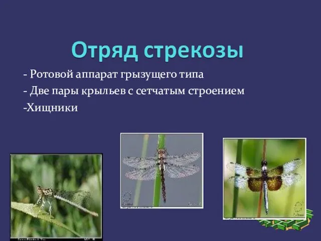 - Ротовой аппарат грызущего типа - Две пары крыльев с сетчатым строением -Хищники