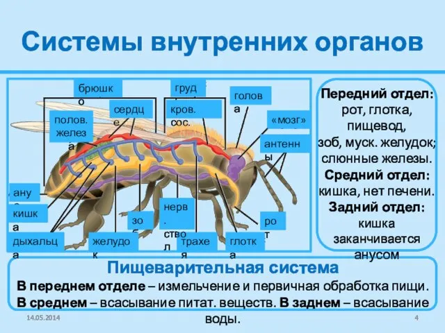 Системы внутренних органов Передний отдел: рот, глотка, пищевод, зоб, муск. желудок; слюнные