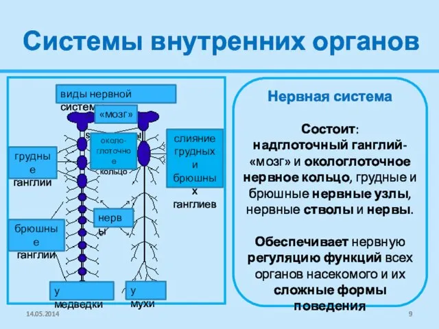 Системы внутренних органов виды нервной системы слияние грудных и брюшных ганглиев около-