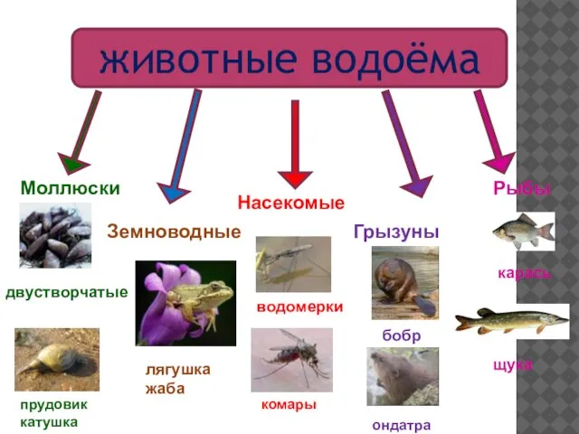 Моллюски Земноводные Насекомые Грызуны Рыбы двустворчатые лягушка жаба водомерки бобр карась животные