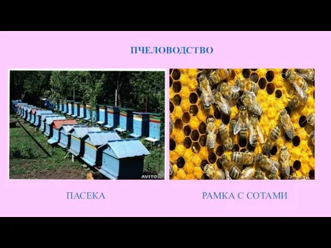 ПЧЕЛОВОДСТВО ПАСЕКА РАМКА С СОТАМИ