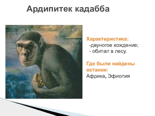 Ардипитек кадабба Характеристика: -двуногое хождение; - обитал в лесу. Где были найдены останки: Африка, Эфиопия