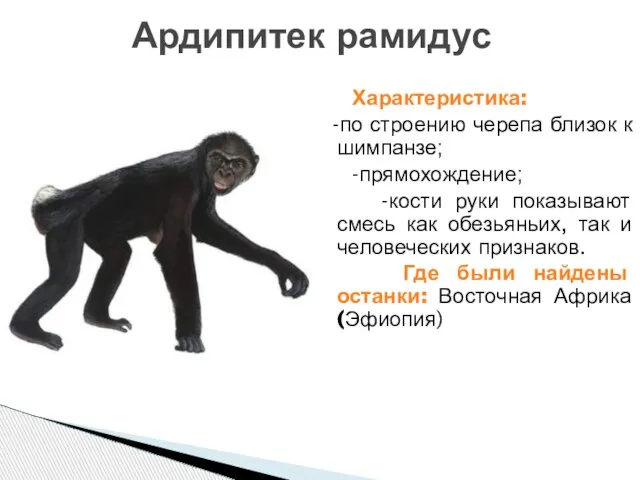Характеристика: ; -по строению черепа близок к шимпанзе; -прямохождение; -кости руки показывают
