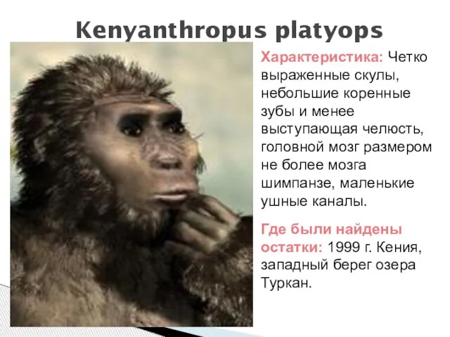 Kenyanthropus platyops Характеристика: Четко выраженные скулы, небольшие коренные зубы и менее выступающая