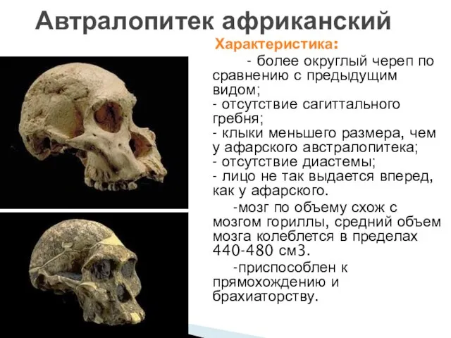 Характеристика: - более округлый череп по сравнению с предыдущим видом; - отсутствие