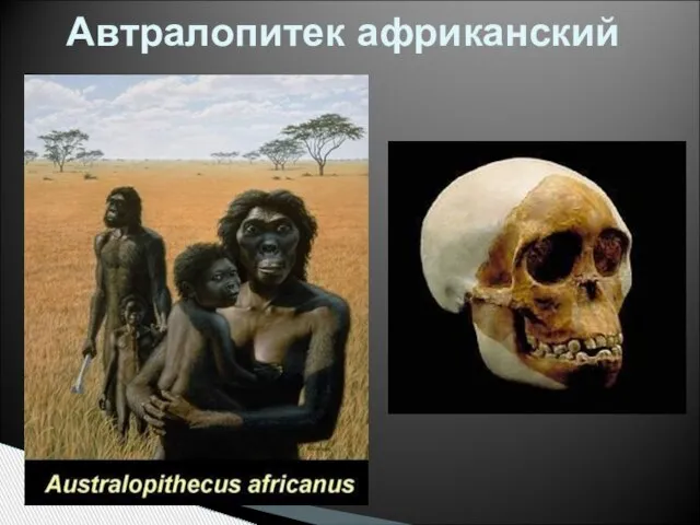 Автралопитек африканский