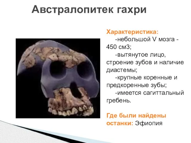 Австралопитек гахри Характеристика: -небольшой V мозга - 450 см3; -вытянутое лицо, строение