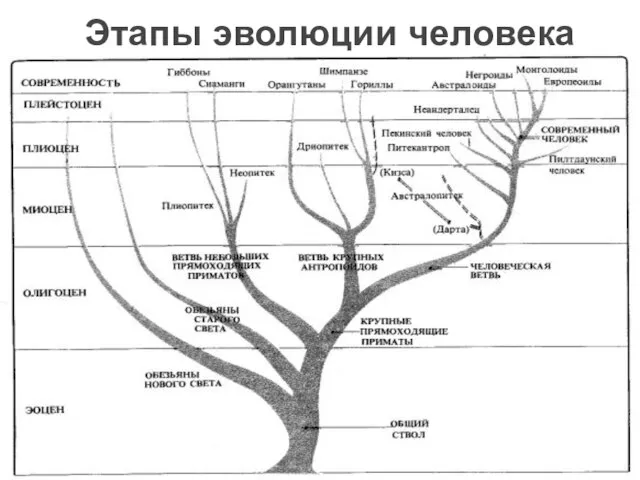 Этапы эволюции человека