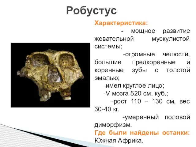 Робустус Характеристика: - мощное развитие жевательной мускулистой системы; -огромные челюсти, большие предкоренные