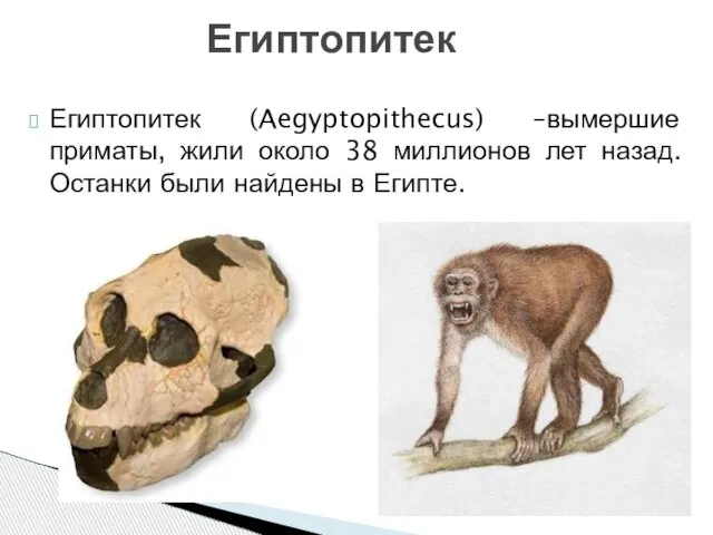 Египтопитек (Aegyptopithecus) –вымершие приматы, жили около 38 миллионов лет назад. Останки были найдены в Египте. Египтопитек