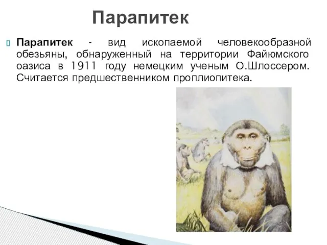 Парапитек Парапитек - вид ископаемой человекообразной обезьяны, обнаруженный на территории Файюмского оазиса