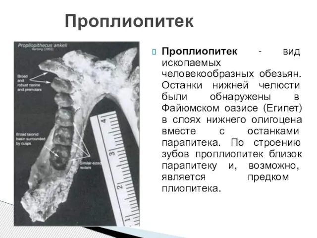 Проплиопитек - вид ископаемых человекообразных обезьян. Останки нижней челюсти были обнаружены в