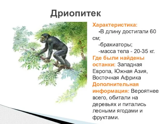 Дриопитек Характеристика: -В длину достигали 60 см; -брахиаторы; -масса тела - 20-35