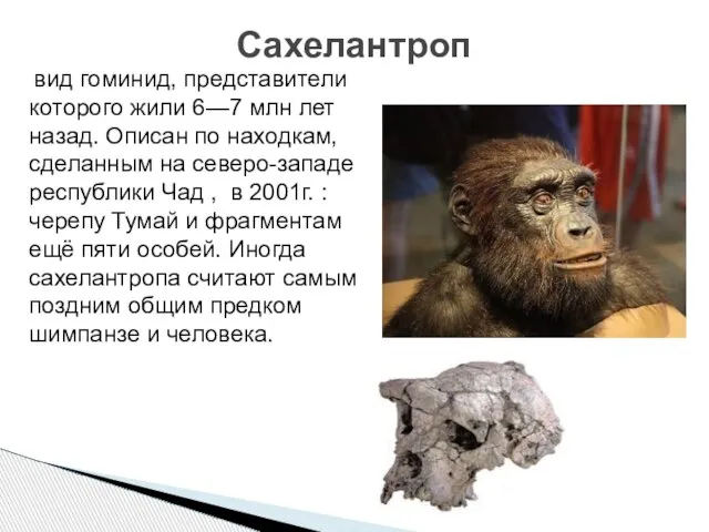 Сахелантроп вид гоминид, представители которого жили 6—7 млн лет назад. Описан по